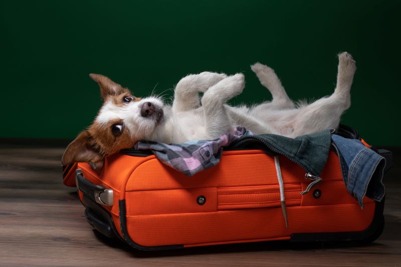 Pas leži na koferu